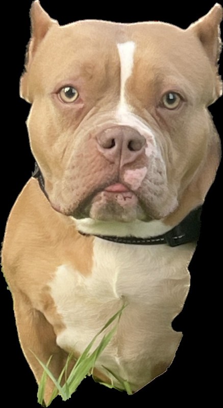 Create meme: American pit bull Terrier, pit bull for photoshop, staffordshire pit bull terrier