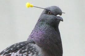 Создать мем: güvercin, güvercin resmi, умный голубь