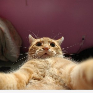 Create meme: cat selfie, catsvill, cat
