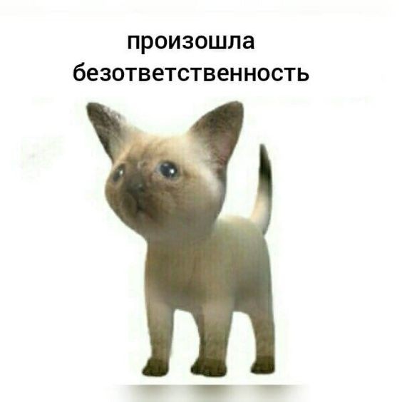 Create meme: meme of cute cat, meme cat , happened trolling