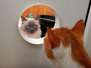 Создать мем: дверца для кошки, усы кошки, кот усы