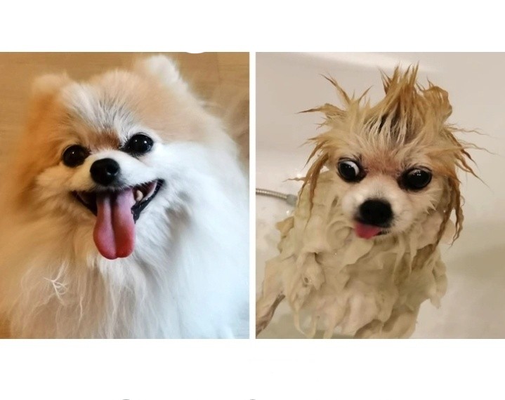 Create meme: Spitz dog, dog Pomeranian, Swiss Pomeranian dog