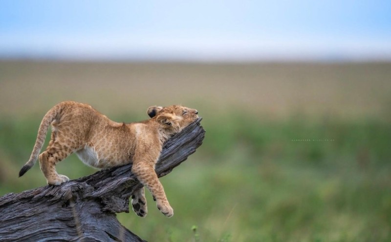 Create meme: the lion cub, wildlife , lioness 