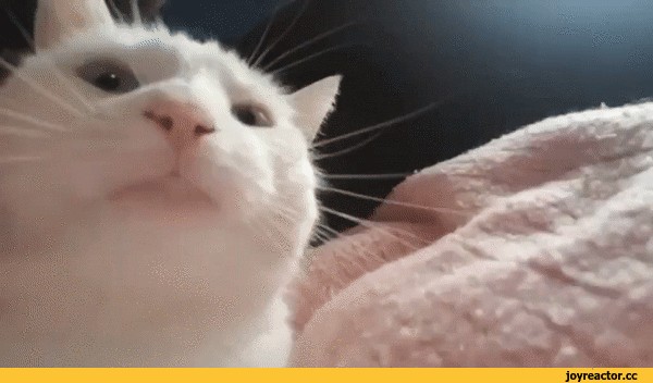Create meme: cat flexit, the cat shakes his head, cat 
