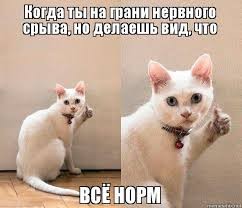 Создать мем: глупые кошки, мем котик, кот показывает класс