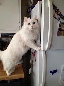 Create meme: white cat, cat Turkish Angora ipers, Angora cat