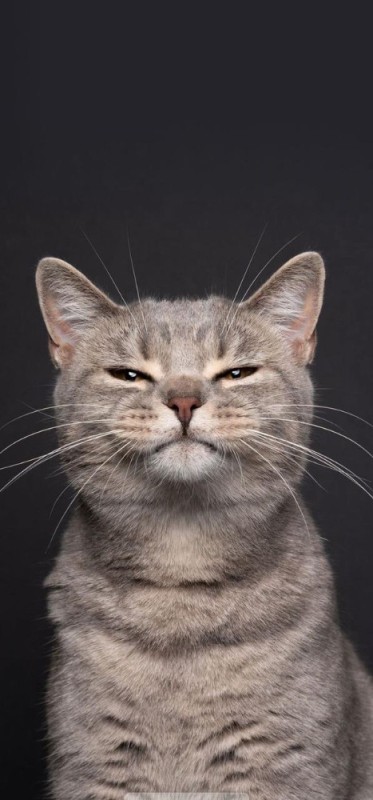 Create meme: serious cat , cat , cats 