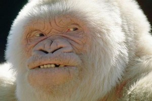 Создать мем: обезьяна, шимпанзе альбинос улыбается, горилла альбинос смеётся