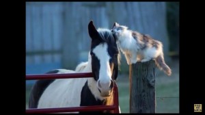 Create meme: animals, horse funny, the horse and cat