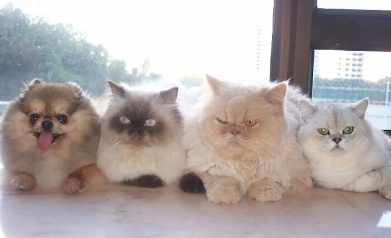 Create meme: Persian cat , Persian cat , Persian kittens 