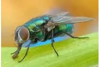 Создать мем: к чему снятся мухи, красивые мухи, зеленая муха