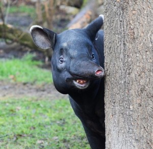 Create meme: animals, tapir stoned, tapir smiling
