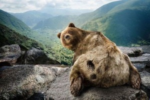 Создать мем: прикольное животное, медведь в лесу, bear