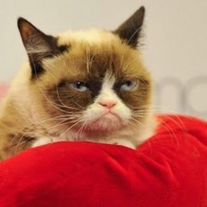 Create meme: grumpy cat , The breed of the grumpy cat cat, gloomy cat