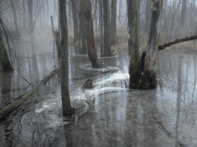 Создать мем: лес после весеннего затопления, после дождя парк затапливается, страдает флора и фауна, ледяной туман