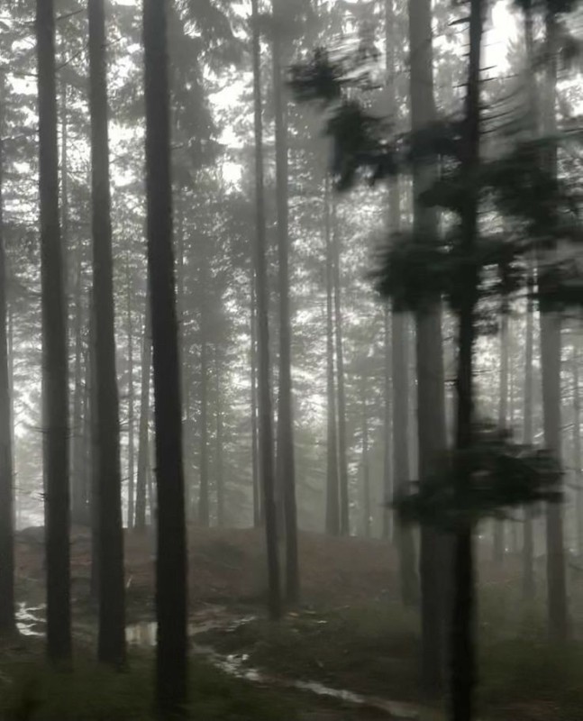 Создать мем: лес, эстетика мрачная, туман в лесу