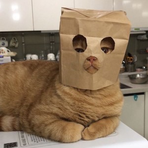 Создать мем: коты с пакетом на голове, котики смешные, смешные коты приколы