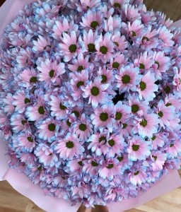 Create meme: chrysanthemum flowers, chrysanthemum Bush, chrysanthemum bouquet