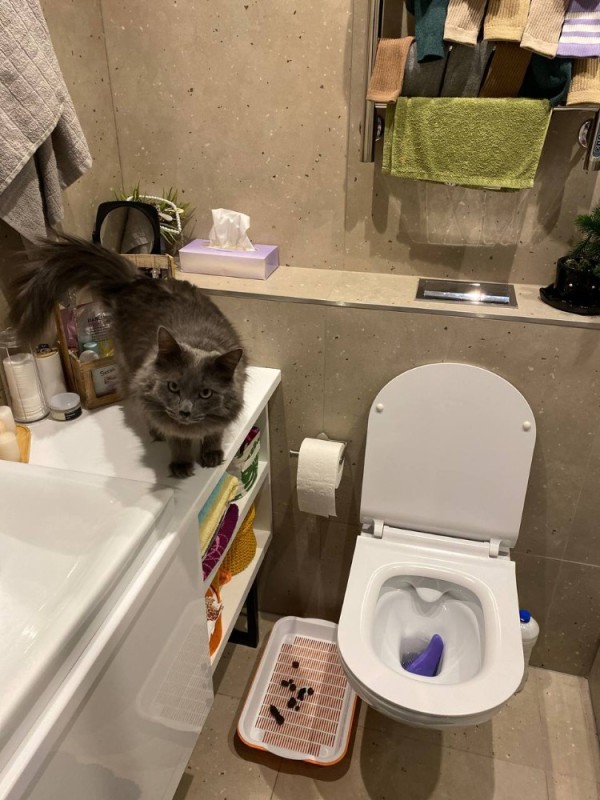 Создать мем: кошачий туалет, кот, унитаз для кота