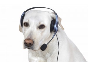 Create meme: dog funny, dog fun, dog in headphones