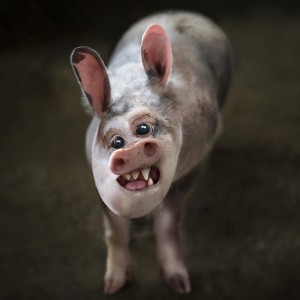 Create meme: scary pig, pig