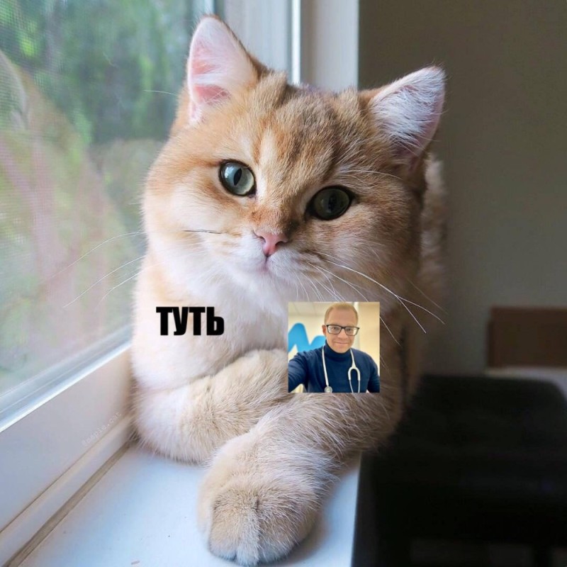 Create meme: animals cute, tut the cat, kitty tut meme