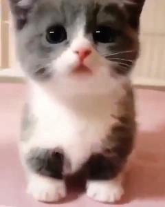 Create meme: cats are cute, cute kittens, seals
