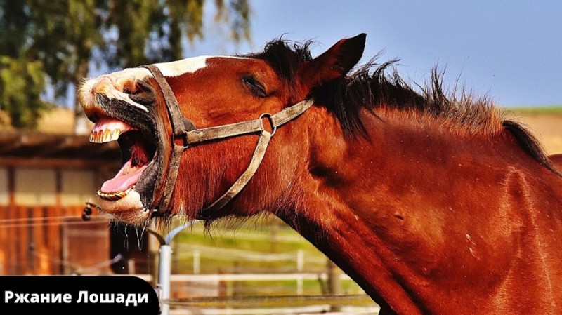 Create meme: the smiling horse, crazy horse, horse 