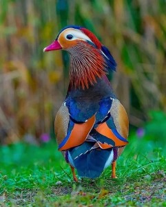 Create meme: duck Mandarin duck