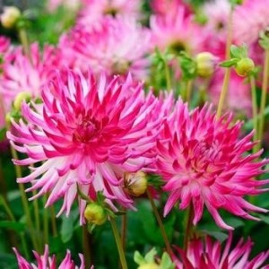 Create meme: Dahlia filotea, pink Dahlia photo, Dahlia park princess