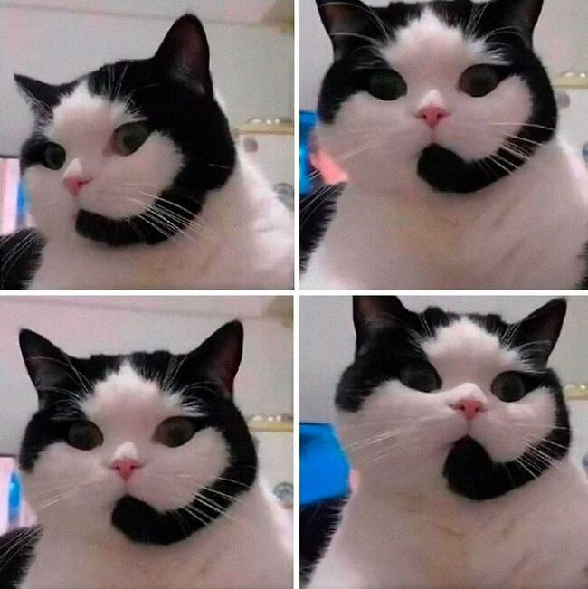 Create meme: cat meme , cat meme, memes cat