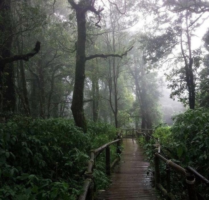 Create meme: The forest is rainy, darkness, nature 