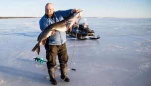 Create meme: the gammarus, caught a giant pike in the Central pH, fish in Onega lake photo