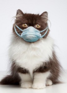 Создать мем: Кошка, кошка в медицинской маске, коты