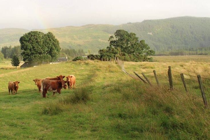 Create meme: dartmoor. winston farm england, scotland's cow farm, cow 