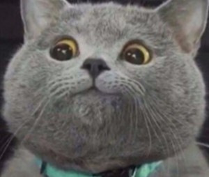 Создать мем: серый кот майкл, смешные коты, кот вася