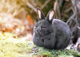 Создать мем: новозеландский кролик черный, львиноголовый кролик черный, карликовый кролик