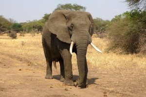 Создать мем: слон, слоны масаи мара, африканский слон самка