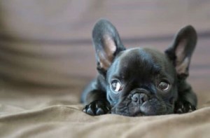 Create meme: breed French bulldog, French bulldog, the French bulldog puppies