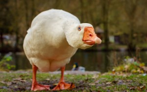 Create meme: cool goose, goose funny, duck