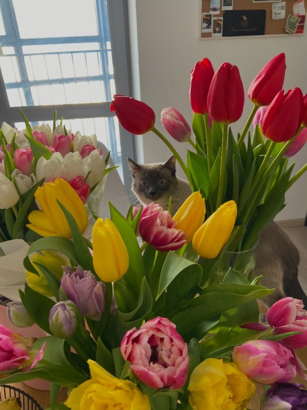 Создать мем: цветы, тюльпаны вазе, кошка