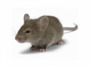 Создать мем: dead mouse, домовая мышь, мышь живая