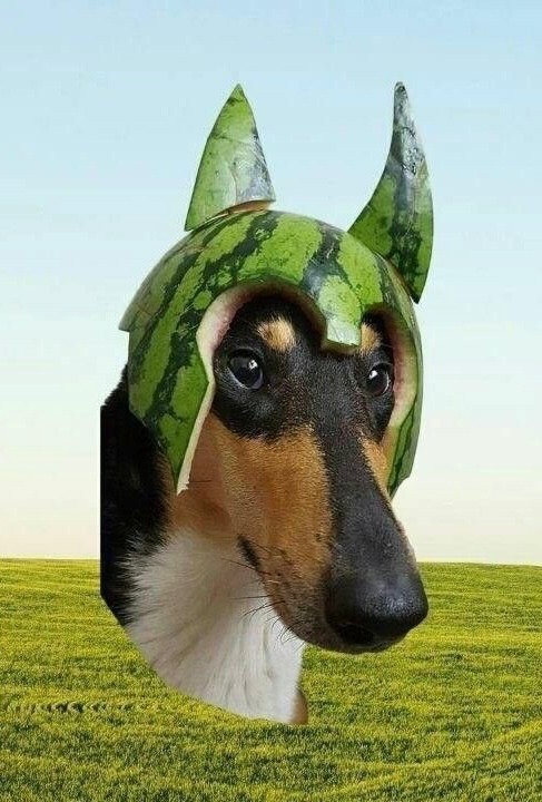Создать мем: шлем из арбуза, собака арбуз, собака с арбузом на голове