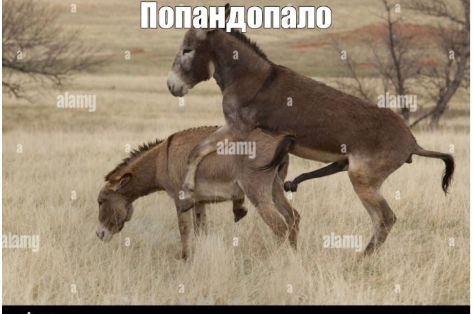 Создать мем: ослы спариваются, осел и лошадь, спортивный осёл
