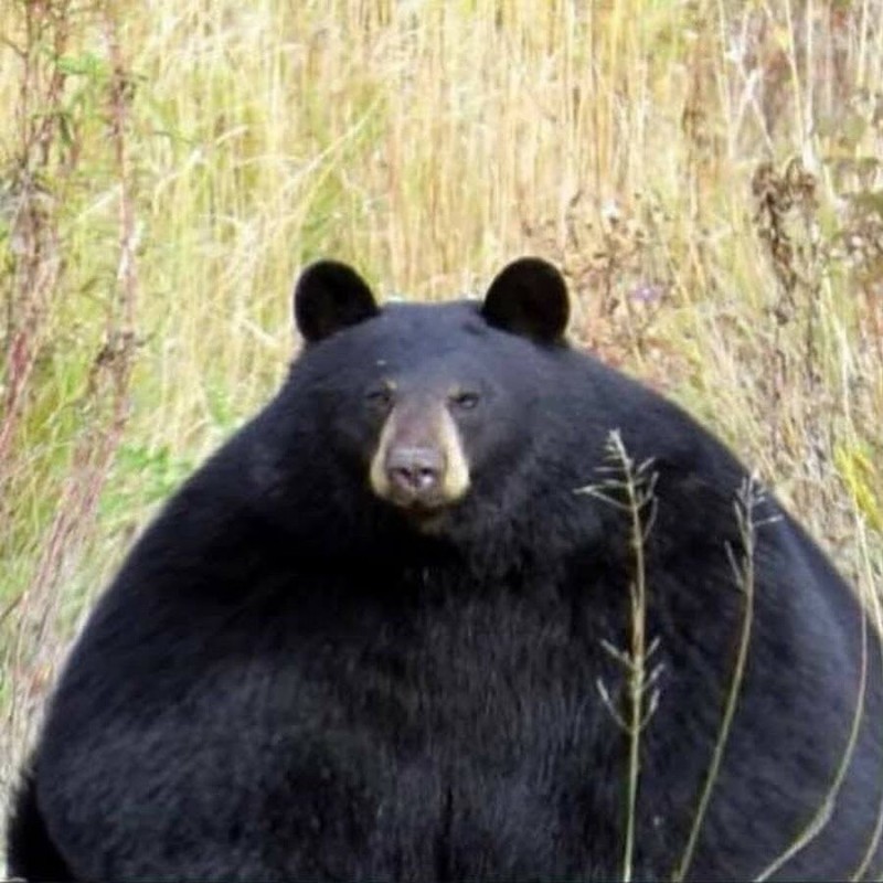Создать мем: толстый медведь, жирный медведь, медведь гризли
