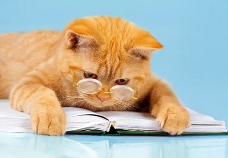 Create meme: business cat, red cat , smart cat
