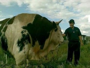 Создать мем: большая корова, самый большой бык в таджикистане, самый большой бык в россии