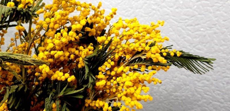 Create meme: classic mimosa, Mimosa flower , Mimosa 