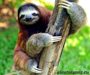 Create meme: three-finger, three-toed sloths, sloth