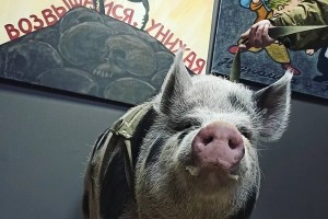 Create meme: funny pigs, mumps, pig